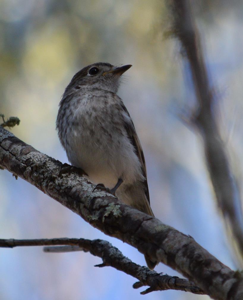 Shrike thrush a03.JPG